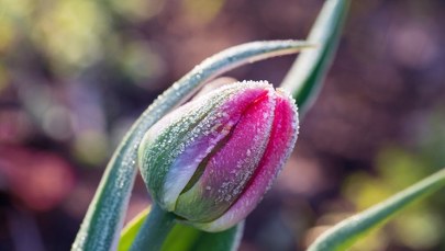 Przymrozki nie odchodzą. IMGW ostrzega 