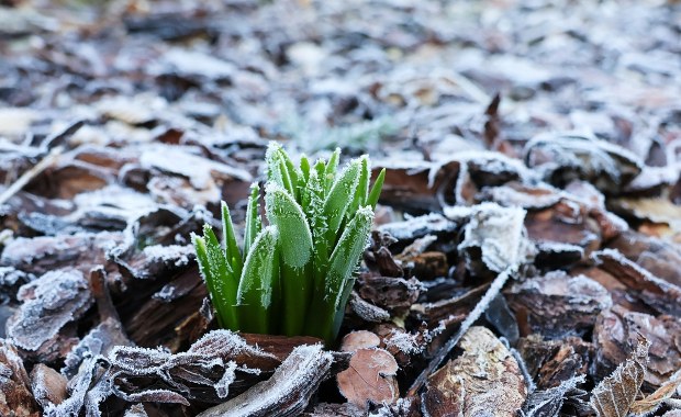 Przymrozki prawie w całym kraju. Jest ostrzeżenie IMGW