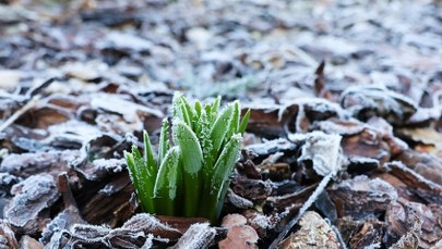 Przymrozki prawie w całym kraju. Jest ostrzeżenie IMGW