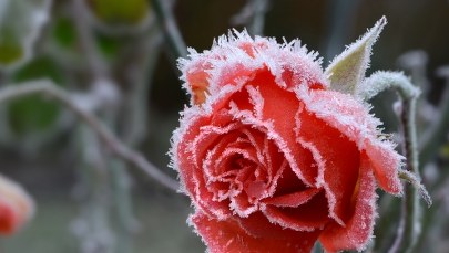 Przymrozki w Zachodniopomorskiem! Są alerty dla kilku powiatów