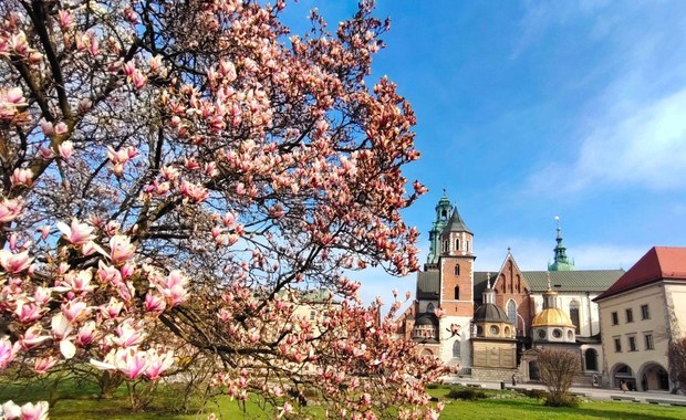 Przymrozki zaszkodziły magnoliom ze wzgórza wawelskiego