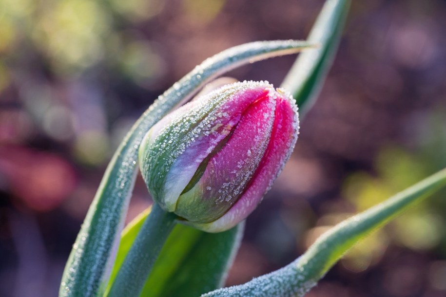 Przymrozki znowu zaatakują /Shutterstock