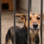 Przymusowa kastracja zwierząt rozwiązaniem problemu w Polsce? Sytuacja nie jest prosta 