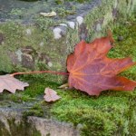Przynieś do domu i połóż w szufladzie. Zadziała jak magnes na pieniądze