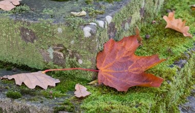 Przynieś do domu i połóż w szufladzie. Zadziała jak magnes na pieniądze