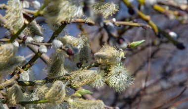 Przynieś do domu i włóż w to miejsce. Zdrowie długo cię nie opuści