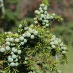 Przynieś to do domu w listopadzie. Nie opędzisz się od szczęścia