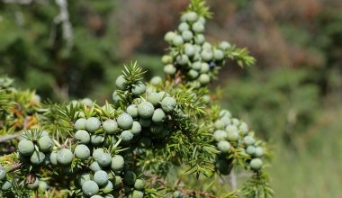 Przynieś to do domu w listopadzie. Nie opędzisz się od szczęścia