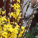 Przynieś z ogrodu i włóż do wazonu. Zakwitną, mimo mrozu