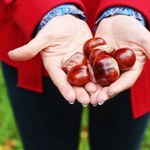 Przynieś z parku i połóż na parapecie. Uciążliwy problem będziesz mieć z głowy 