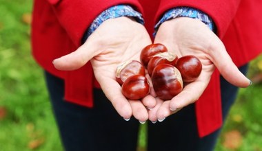 Przynieś z parku i połóż na parapecie. Uciążliwy problem będziesz mieć z głowy 