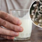 wiosna Przynieś ze spaceru i wrzuć do mleka. Zadziała jak aspiryna