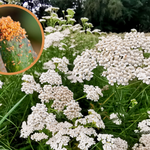 Przynieś ze spaceru i zalej wodą. Przędziorki i mszyce uciekną, gdzie pieprz rośnie 