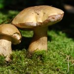 grzyby przyroda