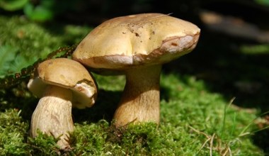 Przypomina borowika, ale lepiej go omijać. Zepsuje całą potrawę