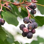 Przypomina borówkę amerykańską, a jest dużo łatwiejsza w uprawie. Jak o nią dbać?