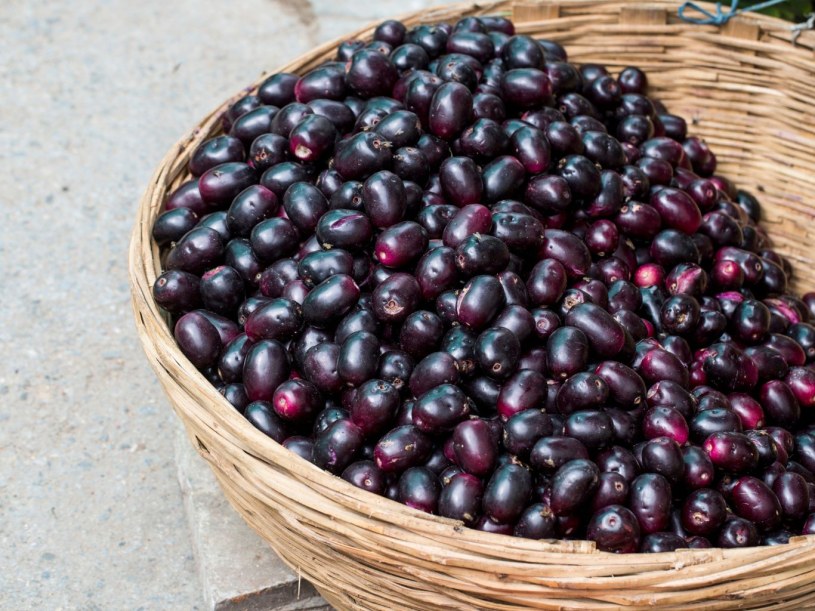 Przypomina czarna oliwkę. Ostry, ale słodki superowoc na cukrzycę, dobre trawienie i odporność