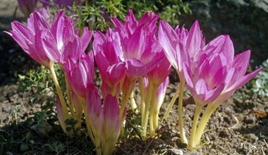 Przypomina krokusy, ale zakwita na jesień. Ta roślina jest silnie trująca