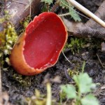 grzyby Przypomina miskę na deszczówkę. Smaczny grzyb pojawia się w marcu