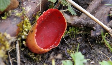 Przypomina miskę na deszczówkę. Smaczny grzyb pojawia się w marcu