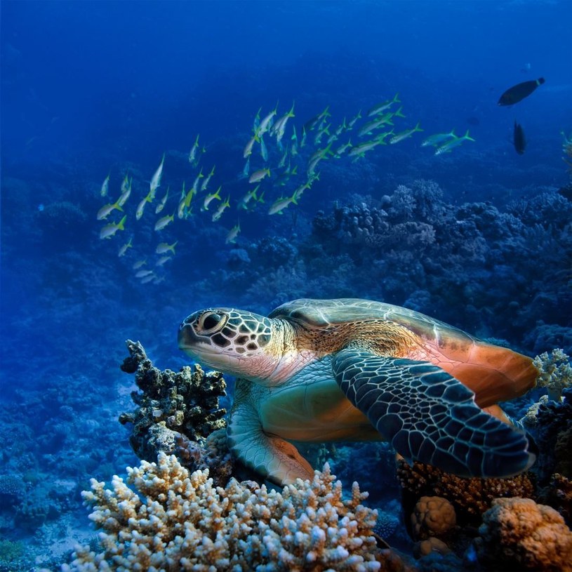 Przyroda Malediwów, fot. Travelplanet /materiały prasowe