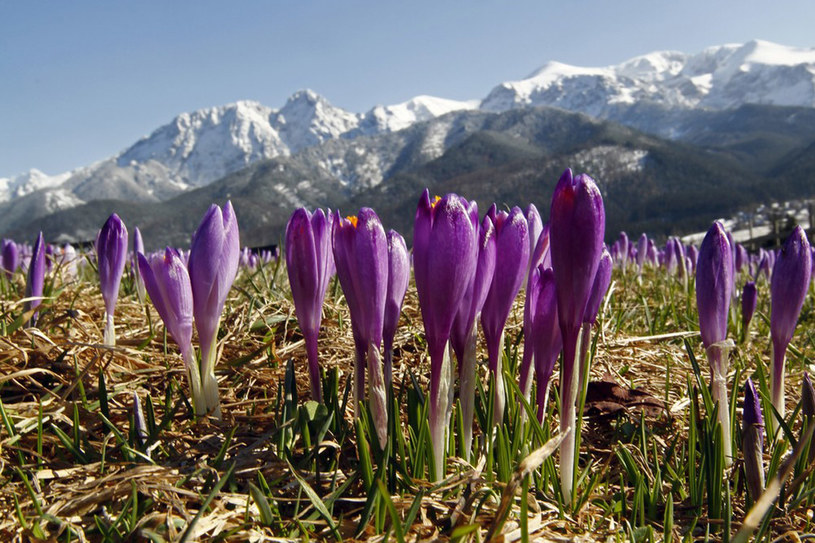 Przyroda najpiękniej rozkwita w Tatrach /East News