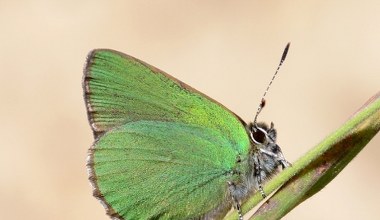 Przyroda naprawdę się budzi. Pracownicy parku narodowego pokazali dowód