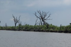 Przyroda u wybrzeży Luizjany - jeszcze nieskażona