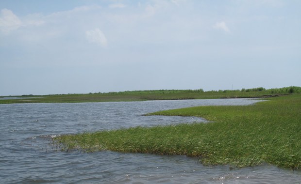 Przyroda u wybrzeży Luizjany - jeszcze nieskażona
