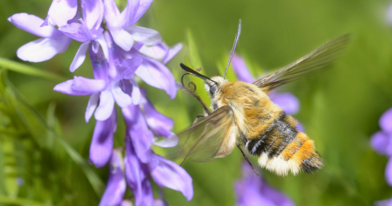Przyroda uwielbia zaskakiwać. Pewien owad o przezroczystych skrzydłach i zadziwiającym sposobie lotu jest tu świetnym przykładem. /MICHEL RAUCH/Biosphoto /East News