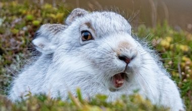 Przyroda wkracza cała na biało. Wielki quiz o bieli w naturze