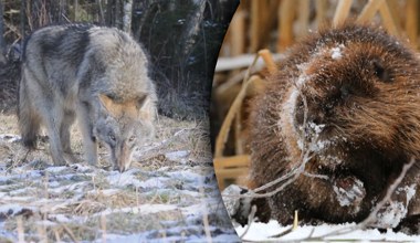 Przyrodnicy alarmują. Wilki w Polsce znalazły łatwą przekąskę