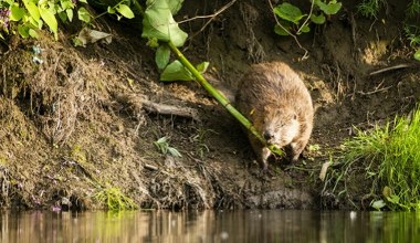 Przyrodnicy chcą ratować bobry z Pomorza. Brak zwierząt grozi katastrofą 