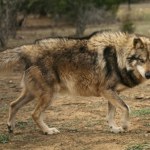 Przyrodnicy łapią się za głowy. Omijają przepisy, by zabić wilki