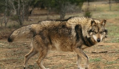 Przyrodnicy łapią się za głowy. Omijają przepisy, by zabić wilki