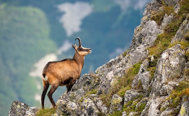 Przyrodnicy liczyli kozice w Tatrach