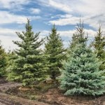 Przyrodnicy ostrzegają. Inwazyjna mszyca może pojawić się na choince