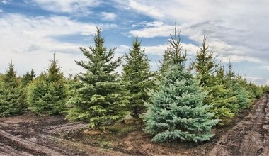 Przyrodnicy ostrzegają. Inwazyjna mszyca może pojawić się na choince