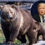 Przyrodnicy ostrzegają: Przepisy Trumpa to wytrych. Można zabijać wszystko