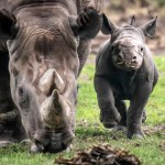Przyrodnicy przecierają oczy. Wielki powrót gigantów staje się faktem