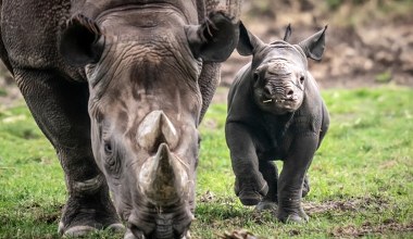 Przyrodnicy przecierają oczy. Wielki powrót gigantów staje się faktem