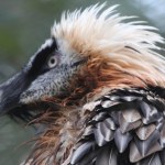 Przyrodnicy się cieszą. Ptak złożył jaja pierwszy raz od 100 lat