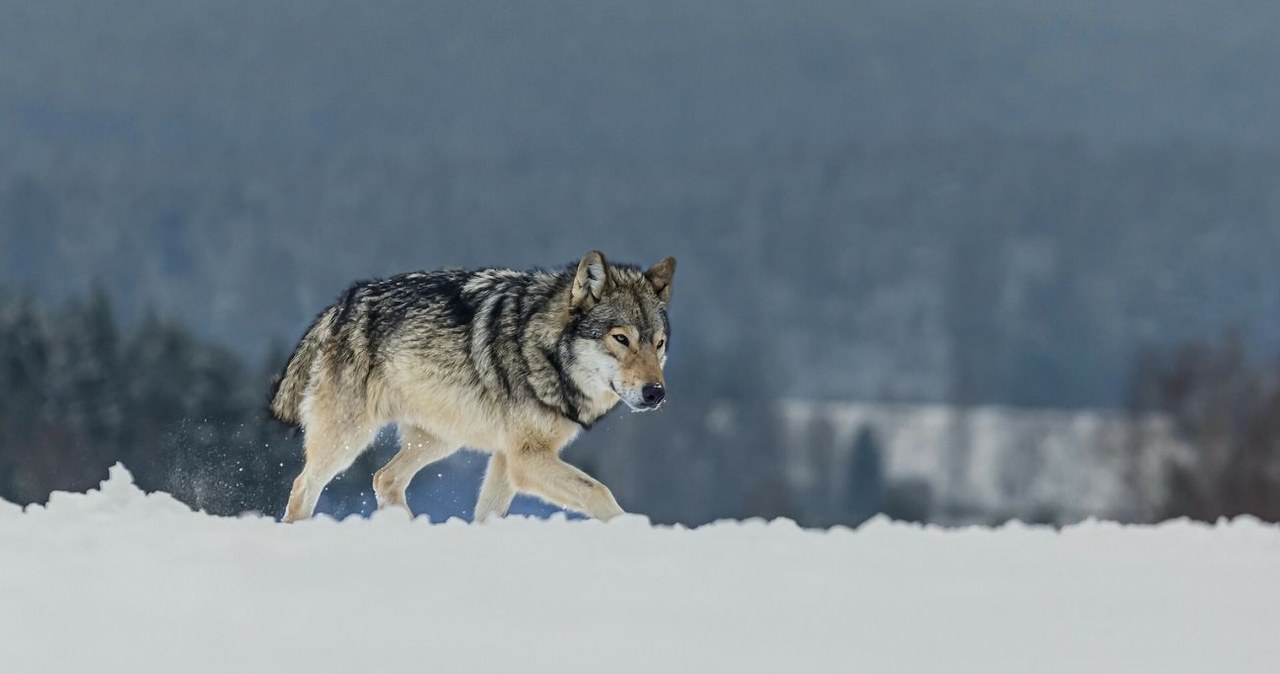 Przyrodnicy udowodnili, że wilki wciąż boją się ludzi /Deposit/East News /East News