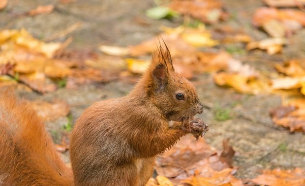 Przyrodnicza atrakcja w centrum Warszawy. Łazienki zapraszają