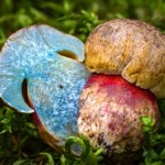 Przyrodnicza sensacja w Poznaniu. Po raz pierwszy znaleziono tam tego grzyba