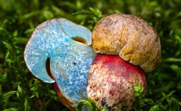 Przyrodnicza sensacja w Poznaniu. Po raz pierwszy znaleziono tam tego grzyba