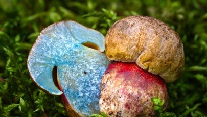 Przyrodnicza sensacja w Poznaniu. Po raz pierwszy znaleziono tam tego grzyba