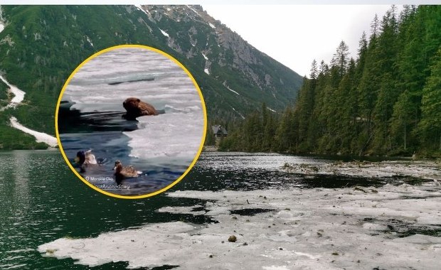 Przyrodnicza sensacja w Tatrach. Oto kto odpoczywał nad Morskim Okiem