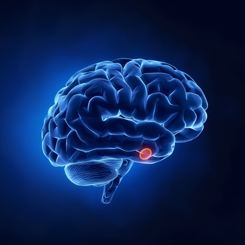 Przysadka mózgowa wydziela hormony, które wpływają na prace całego organizmu /123/RF PICSEL