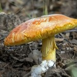 Przysmak godny cesarskiego stołu. Ten muchomor jest jadalny